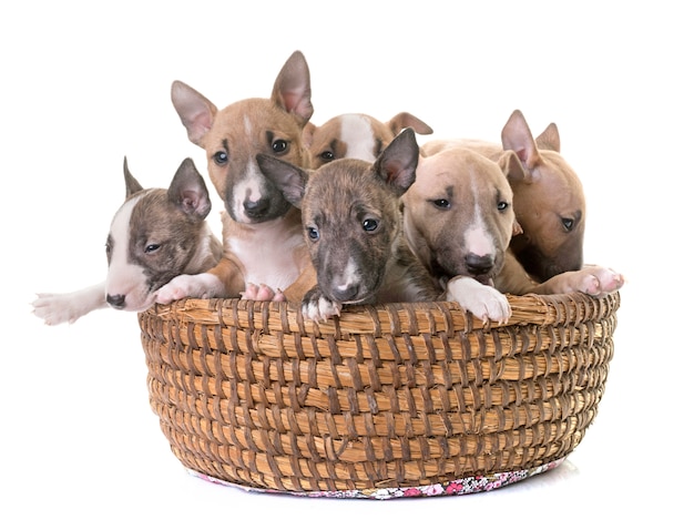 Gruppe von Miniatur-Bullterrier