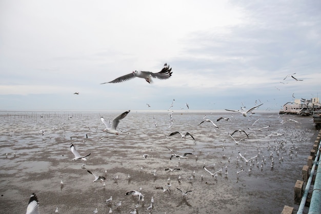 Foto gruppe von möwenvögeln fliegen.