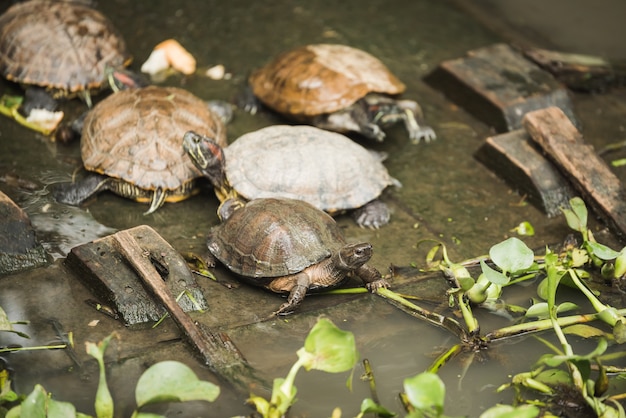 Gruppe von niedlichen Schildkröten