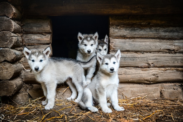 Gruppe von niedlichen Welpen alaskan Malamute laufen auf Grasgarten