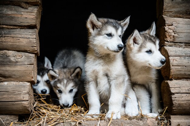 Gruppe von niedlichen Welpen alaskan Malamute laufen auf Grasgarten