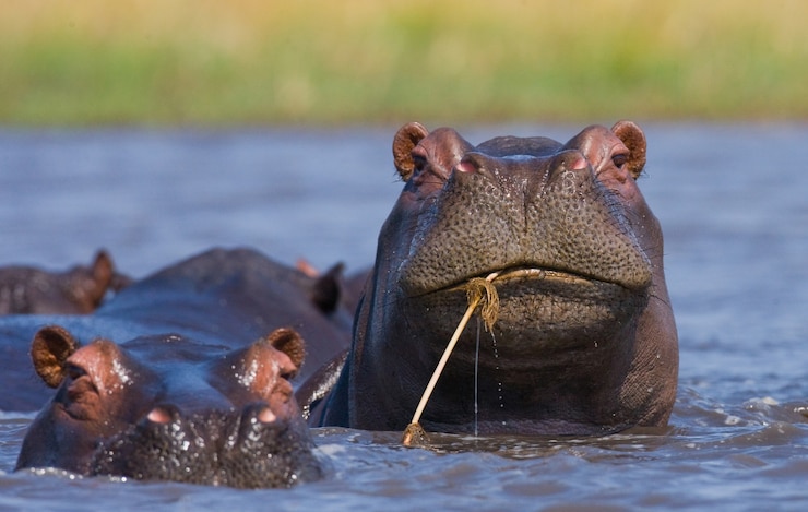 Foto gruppe von nilpferden sind im wasser