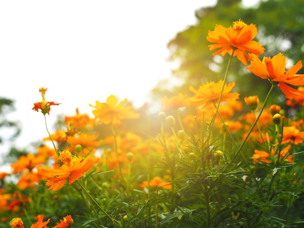 Gruppe von Orangenblüten im Park am Morgen mit frischem Blumenlicht des Sonnenscheins