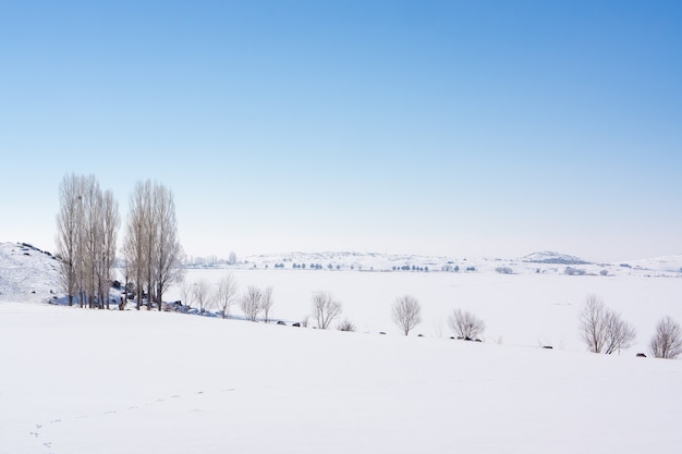 Gruppe von Pappeln in weicher, ruhiger und verschneiter Umgebung im Winter