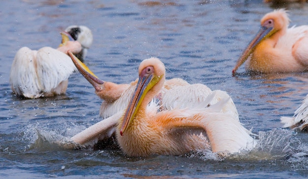 Gruppe von Pelikanen auf dem See.