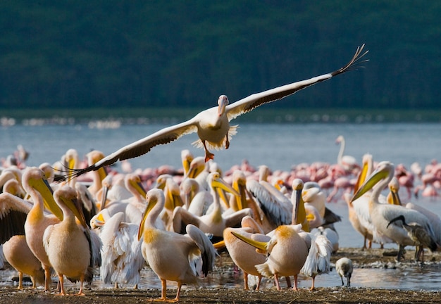 Gruppe von Pelikanen auf dem See.