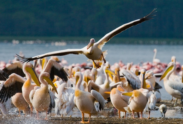 Gruppe von Pelikanen auf dem See.