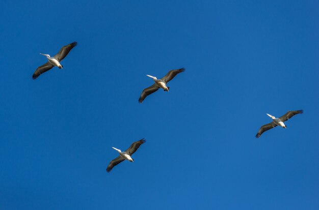 Gruppe von Pelikanen, die gegen Himmel fliegen. Wildtierkonzept