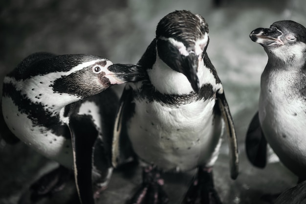 Gruppe von Pinguinen in der Zooaufstellung