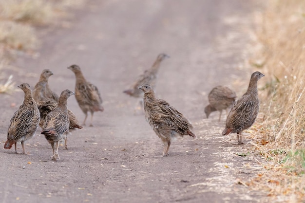 Gruppe von Rebhühnern Rebhuhn Perdix perdix In freier Wildbahn stehen sie auf einer Landstraße