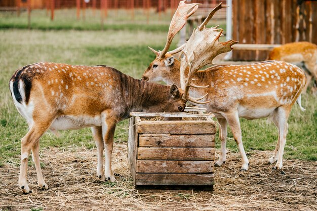 Gruppe von Rehwild, die im Zoo essen