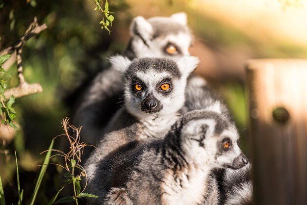 Foto gruppe von ringschwanz-lemuren