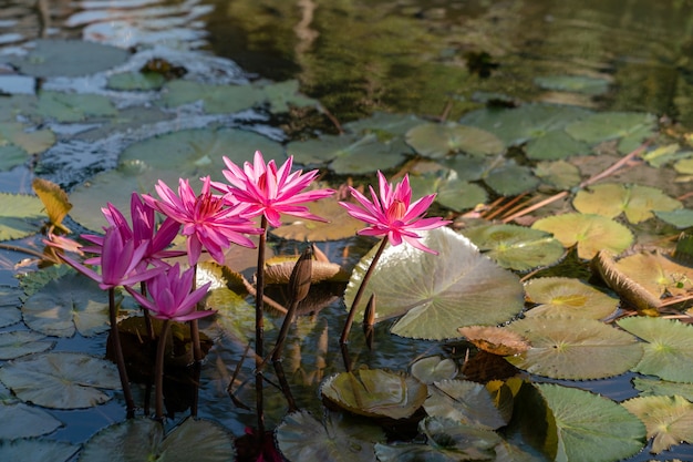 Gruppe von rosa Seerose oder Lotusblume im Teich.