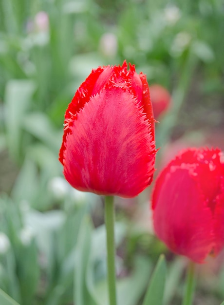 Gruppe von rot blühenden Papageientulpenblumen