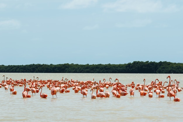 Gruppe von schönen rosa Flamingos im Celestun