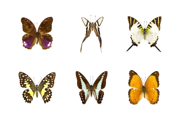 Gruppe von schönen Schmetterlingen auf weißem Hintergrund Insektentier