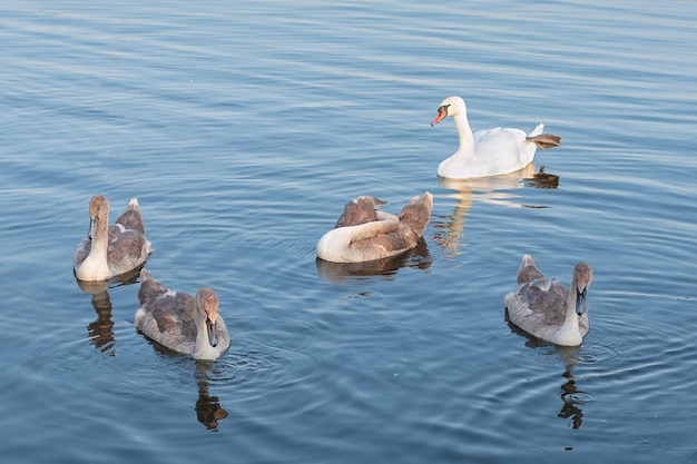 Gruppe von Schwänen, die am Sommertag auf dem See schwimmen, selektiver Fokus