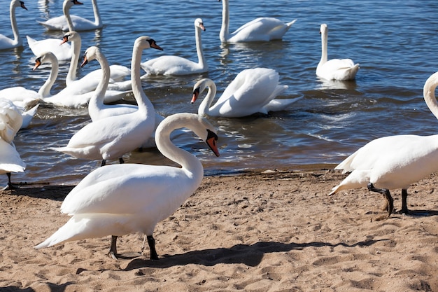 Gruppe von Schwänen im Frühjahr, schöne Wasservogelgruppe Schwanenvogel auf dem See im Frühjahr, See oder Fluss mit Schwänen, die an Land kamen, Nahaufnahme