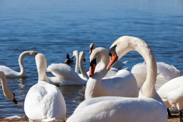 Gruppe von Schwänen im Frühjahr, schöne Wasservogelgruppe Schwanenvogel auf dem See im Frühjahr, See oder Fluss mit Schwänen