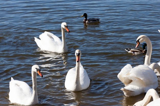 Gruppe von Schwänen im Frühling, schöne Wasservogelgruppe Schwanenvogel auf dem See im Frühling, See oder Fluss mit Schwänen