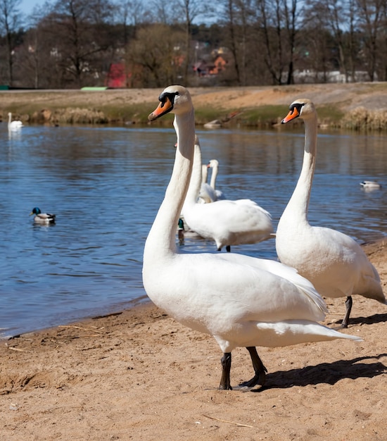 Gruppe von Schwänen im Frühling schöne Wasservogelgruppe Schwanenvogel auf dem See im Frühlingssee oder im Fluss mit Schwänen, die Nahaufnahme an Land kamen