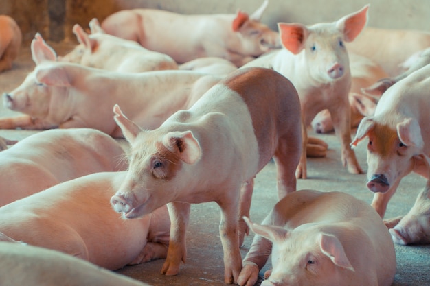 Gruppe von Schweinen, die in der lokalen ASEAN-Schweinefarm bei Nutztieren gesund aussehen.