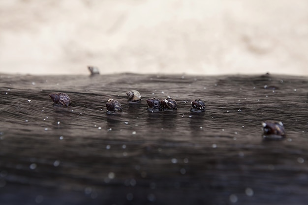 Gruppe von Seashell geht langsam auf Holz am Strand.