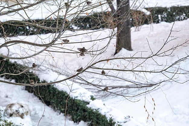 Gruppe von Spatzen thront nach starkem Schneefall auf den Ästen eines Baumes