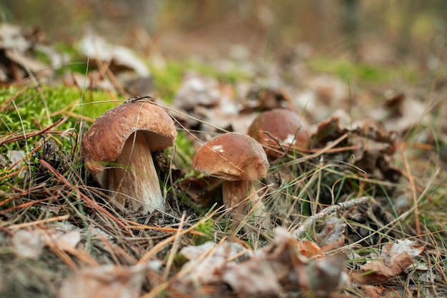 Gruppe von Steinpilzen, die im Wald im Moos wachsen Schöne frische Steinpilze im Kiefernwald