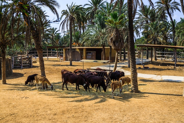 Gruppe von Tieren, die ihre Mahlzeit unter dem Tierheim in einem Zoo essen