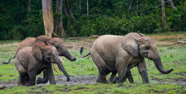 Gruppe von Waldelefanten im Waldrand. Republik Kongo. Dzanga-Sangha Special Reserve. Zentralafrikanische Republik.