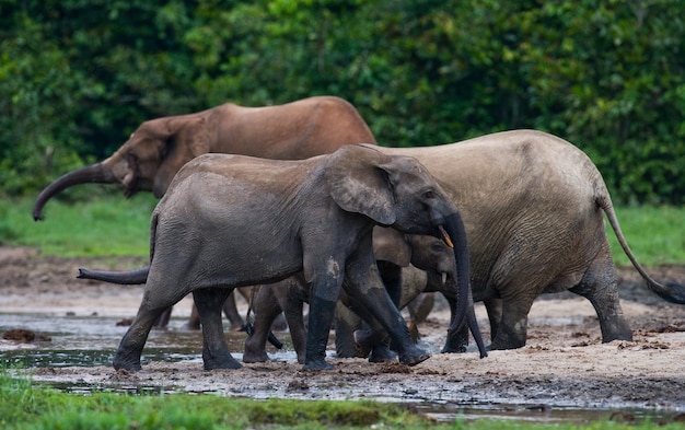 Gruppe von Waldelefanten im Waldrand. Republik Kongo. Dzanga-Sangha Special Reserve. Zentralafrikanische Republik.