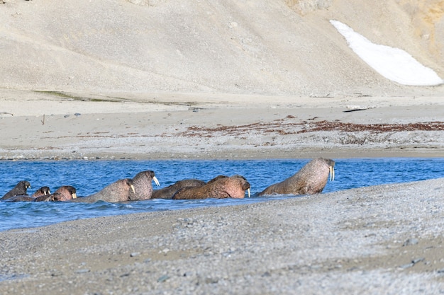 Gruppe von Walrossen, die am Ufer des arktischen Meeres ruhen.