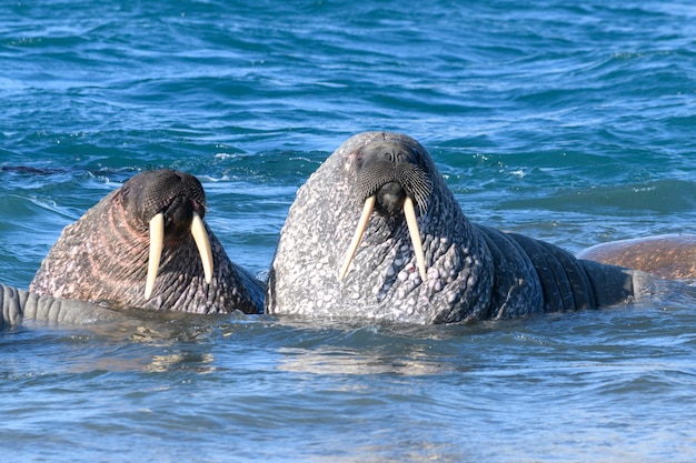 Gruppe von Walrossen im Wasser, Nahaufnahme. Arktische Meeressäuger.