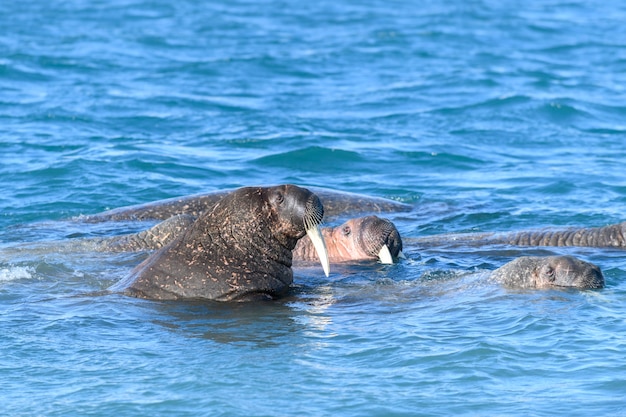 Gruppe von Walrossen im Wasser, Nahaufnahme. Arktische Meeressäuger.