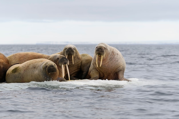 Gruppe von Walrossen ruht auf Eisscholle im arktischen Meer.