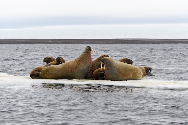Gruppe von Walrossen ruht auf Eisscholle im arktischen Meer.