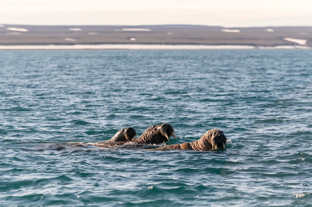 Gruppe von Walrossschwimmen im arktischen Meer.