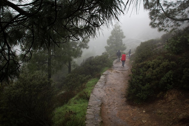 Gruppe von Wanderern, die auf nassem Weg unter dichtem Nebel im Naturpark Ruque Nublo auf den Kanarischen Inseln spazieren