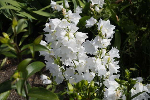 Gruppe von weißen Glockenblumen im Garten Sommersorte von Gartenblumen Glockenblumen