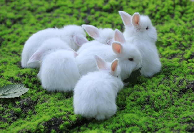 Gruppe von weißen Kaninchen auf dem Rasen