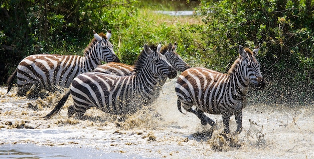 Gruppe von Zebras, die über das Wasser laufen. Kenia. Tansania. Nationalpark. Serengeti. Maasai Mara.