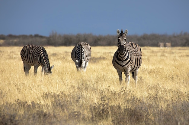 Gruppe von Zebras im Etosha Nationalpark in Namibia