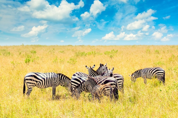 Gruppe von Zebras in der afrikanischen Savanne im Masai Mara Nationalpark. Tierwelt von Kenia, Afrika. Afrikanische Landschaft mit Zebras, blauem Himmel und Wolken.