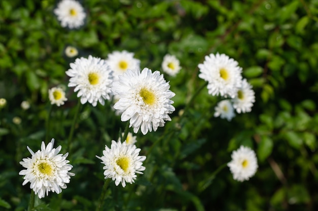 Gruppe weißer Gänseblümchen auf dem Rasen nach Sommerregen