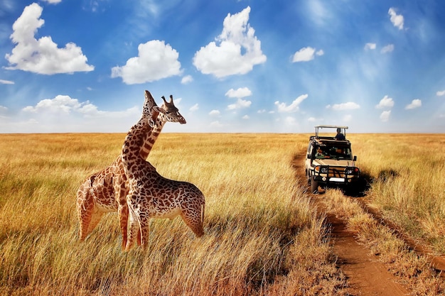 Foto gruppe wilde giraffen in der afrikanischen savanne