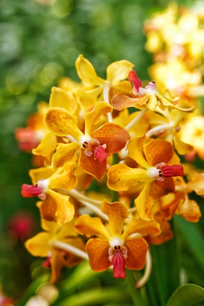 Gruppe wilde Orchidee