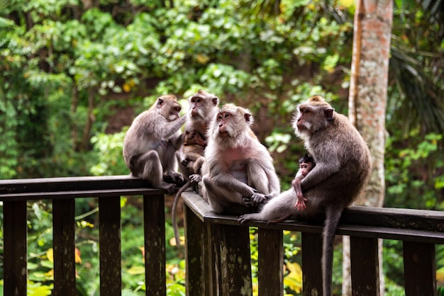 Gruppe wilder Affen im tropischen Regenwald auf Bali Indonesien