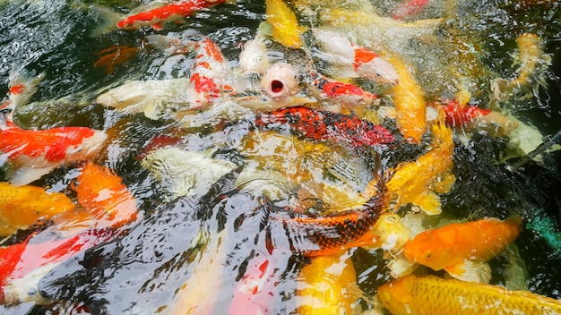 Gruppen-Koi-Fische oder bunte ausgefallene Karpfen schwimmen im Teich