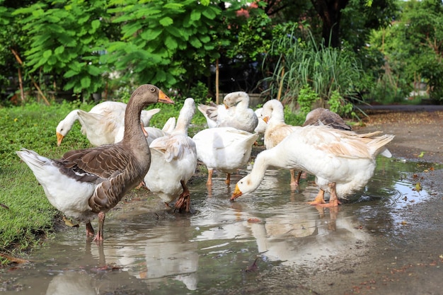 Gruppengans isst nach regnerischem Tag Gras im Naturbauernhof